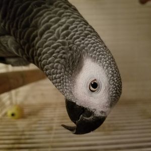 Meet your Posher, Reginald